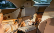 This Dog Is So Loved, He Gets His Own Electric Rolls-Royce