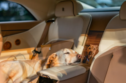 This Dog Is So Loved, He Gets His Own Electric Rolls-Royce