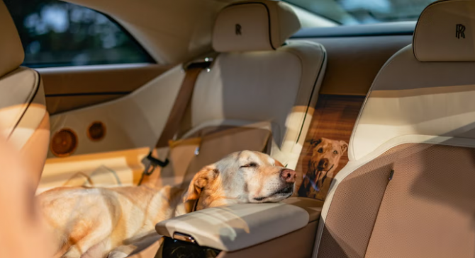This Dog Is So Loved, He Gets His Own Electric Rolls-Royce
